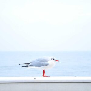 Incredible Concrete Plate