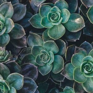 Heavy Duty Wool Bench