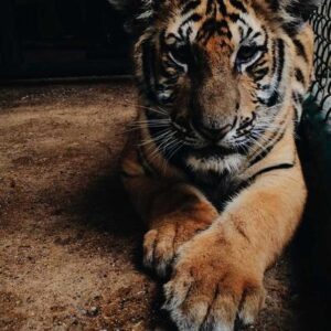 Ergonomic Paper Gloves